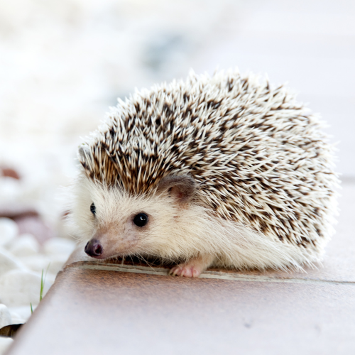 a cute little hedgehog